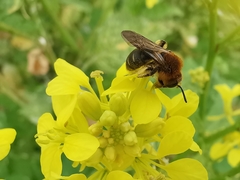Andrena lagopus