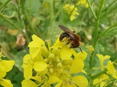 Andrena lagopus