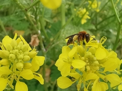Andrena lagopus