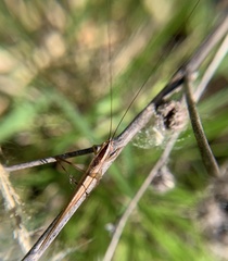 Conocephalus gracillimus