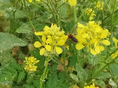 Andrena lagopus