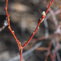 Salix lemmonii