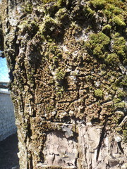 Melanelixia glabratula