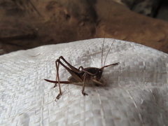 Alfredectes semiaeneus