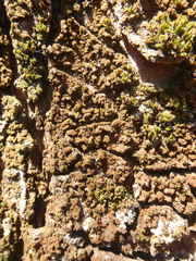 Melanelixia glabratula