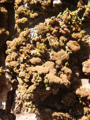 Melanelixia glabratula