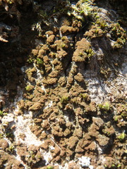 Melanelixia glabratula