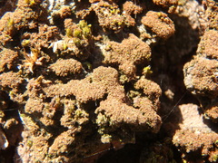 Melanelixia glabratula