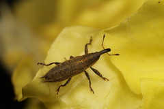 Lixus mucronatus