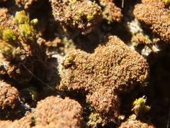 Melanelixia glabratula