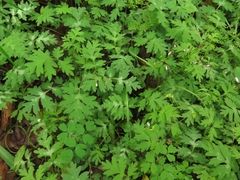 Hydrophyllum brownei