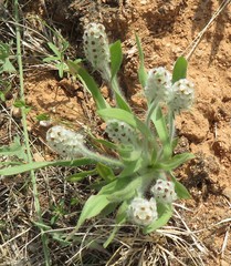 Plantago helleri