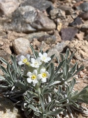 Oreocarya fulvocanescens