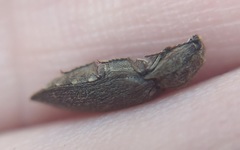 Hadromorphus inflatus