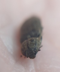 Hadromorphus inflatus