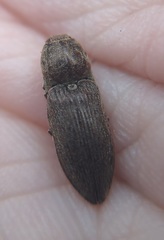 Hadromorphus inflatus