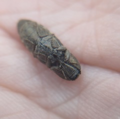 Hadromorphus inflatus