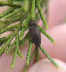 Hadromorphus inflatus