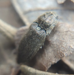 Hadromorphus inflatus