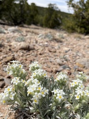 Oreocarya fulvocanescens
