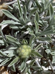 Oreocarya fulvocanescens
