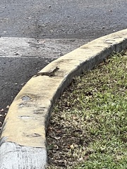 Agama picticauda