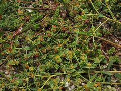 Euphorbia portlandica