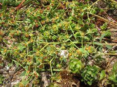 Euphorbia portlandica