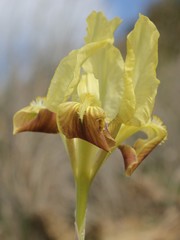 Iris pseudopumila