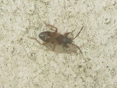 Scolopostethus thomsoni