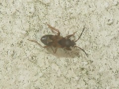 Scolopostethus thomsoni