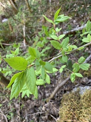 Euonymus occidentalis occidentalis