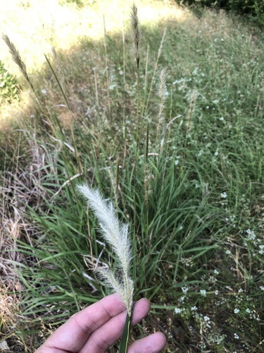 Bothriochloa torreyana, photograph 2