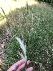 Bothriochloa torreyana, photograph Sam Kieschnick, CC BY, iNaturalist via GBIF