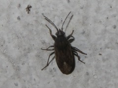 Peritrechus geniculatus