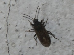 Peritrechus geniculatus