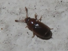 Kateretes pedicularius