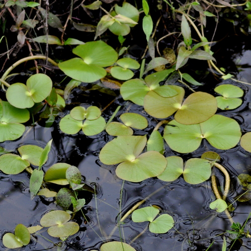 Image of Regnellidium diphyllum by (c) vinicius_s_domingues, some rights reserved (CC BY)