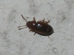 Kateretes pedicularius