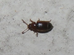 Kateretes pedicularius