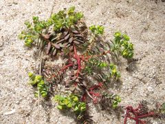 Euphorbia portlandica