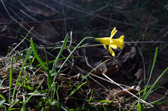 Narcissus minor