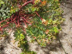 Euphorbia portlandica