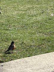 Turdus migratorius