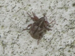 Trichosirocalus troglodytes