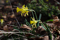 Narcissus minor