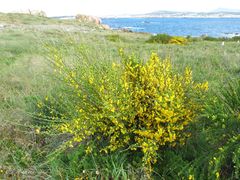 Cytisus scoparius insularis