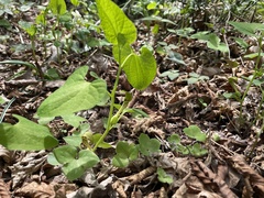 Aristolochia pallida