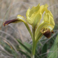 Iris pseudopumila