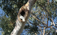 Cacatua sanguinea gymnopis